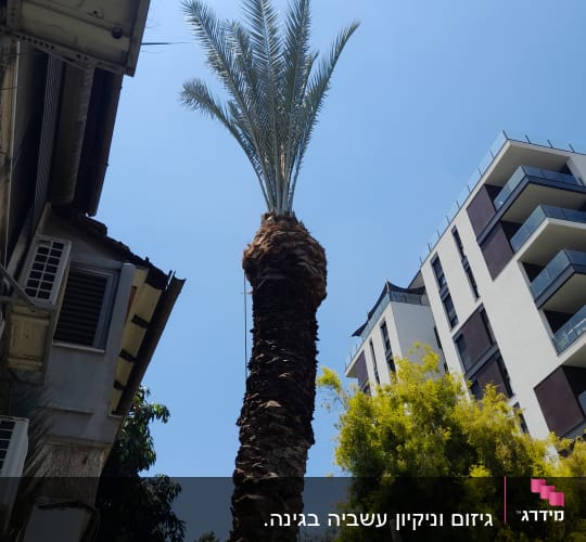 עץ דקל גבוה עם ענפים גזומים